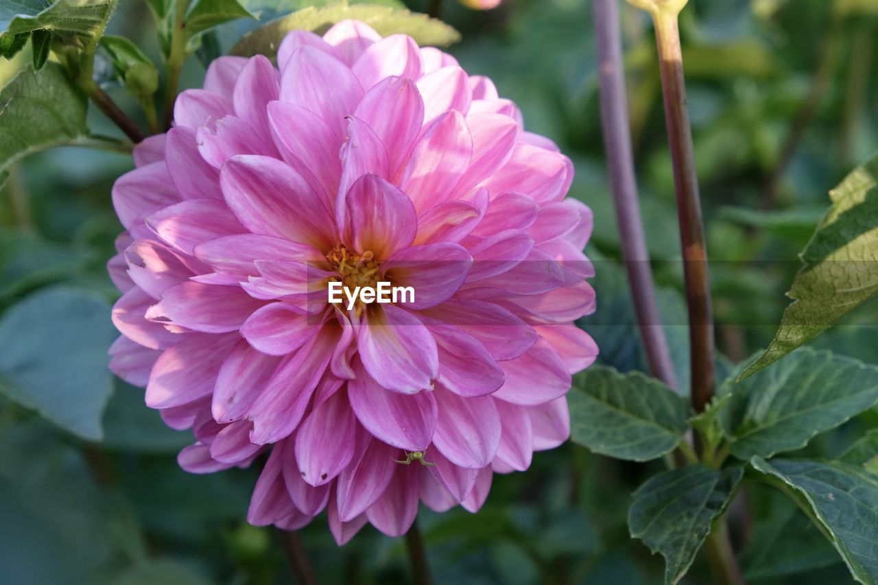 CLOSE-UP OF PINK ROSE FLOWER