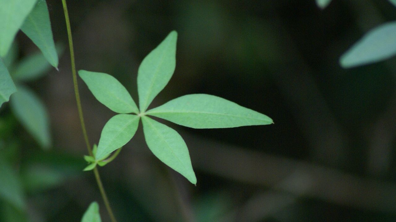 CLOSE-UP OF PLANT GROWING ON PLANT