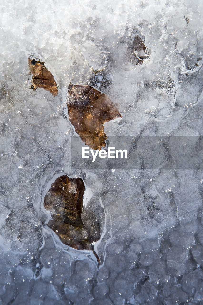 CLOSE-UP OF LIZARD ON ICE