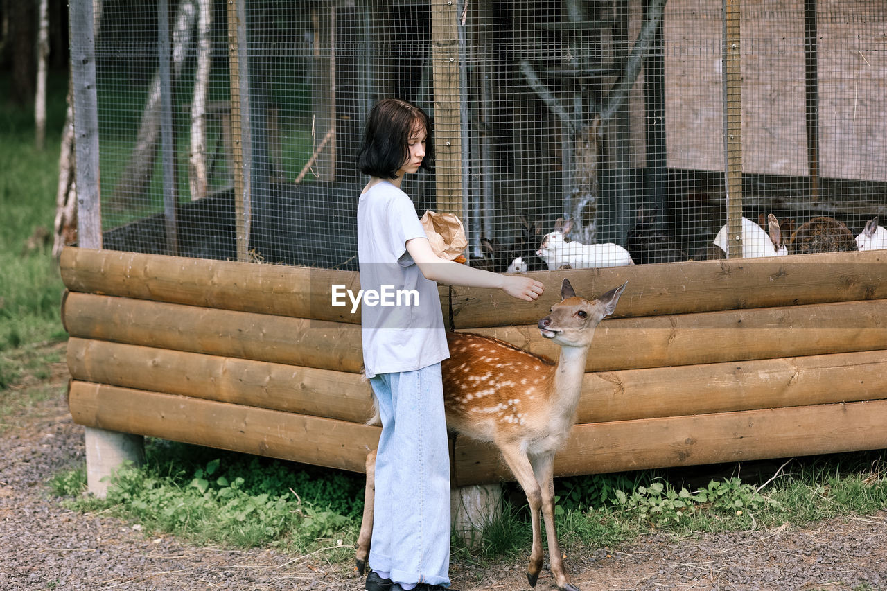 A girl feeding cute spotted deer bambi at petting zoo. baby fawn deer playing with people 