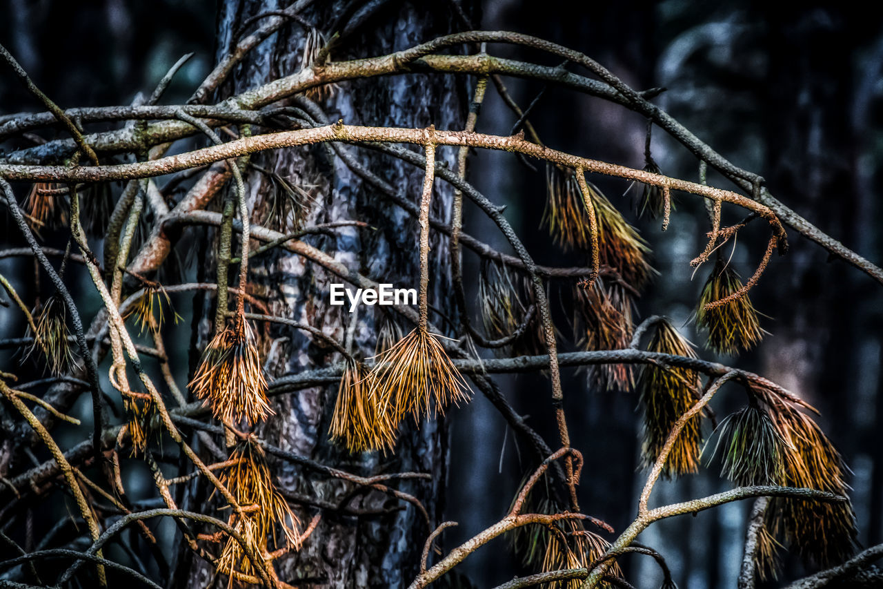 CLOSE-UP OF TREES