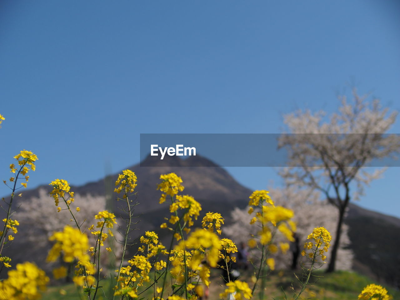 Yellow flowering plants on field against clear sky