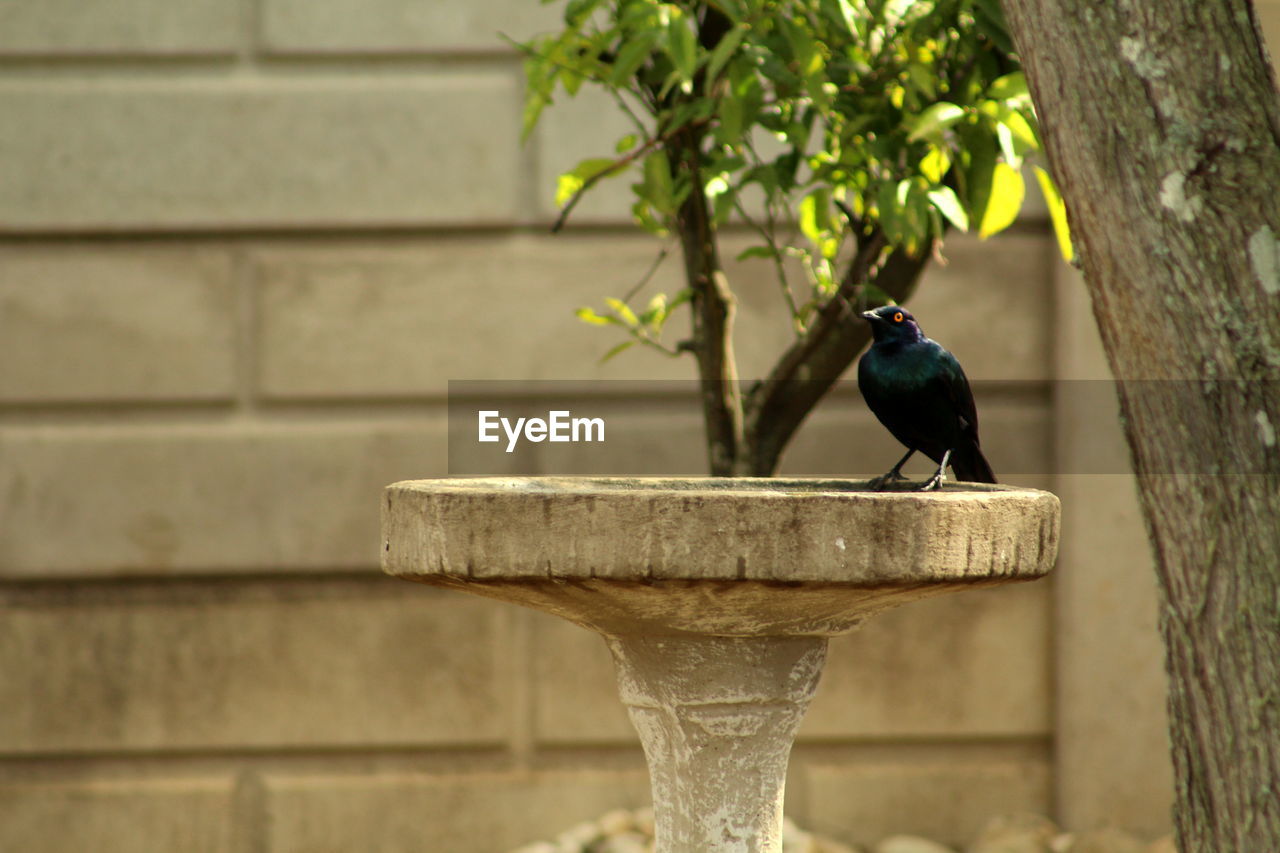 Bird perching against wall