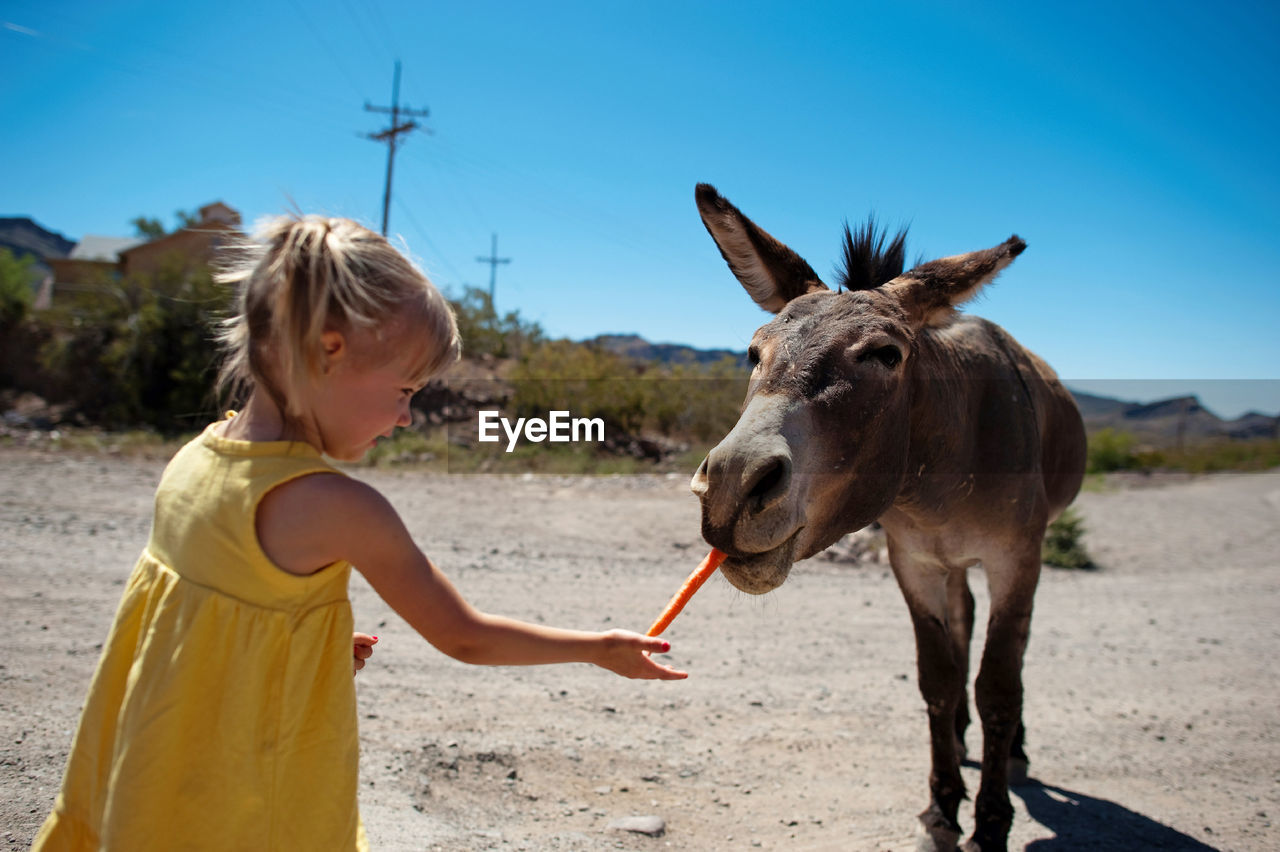 Girl feeding carrot to donkey while standing on dirt road against clear sky during sunny day