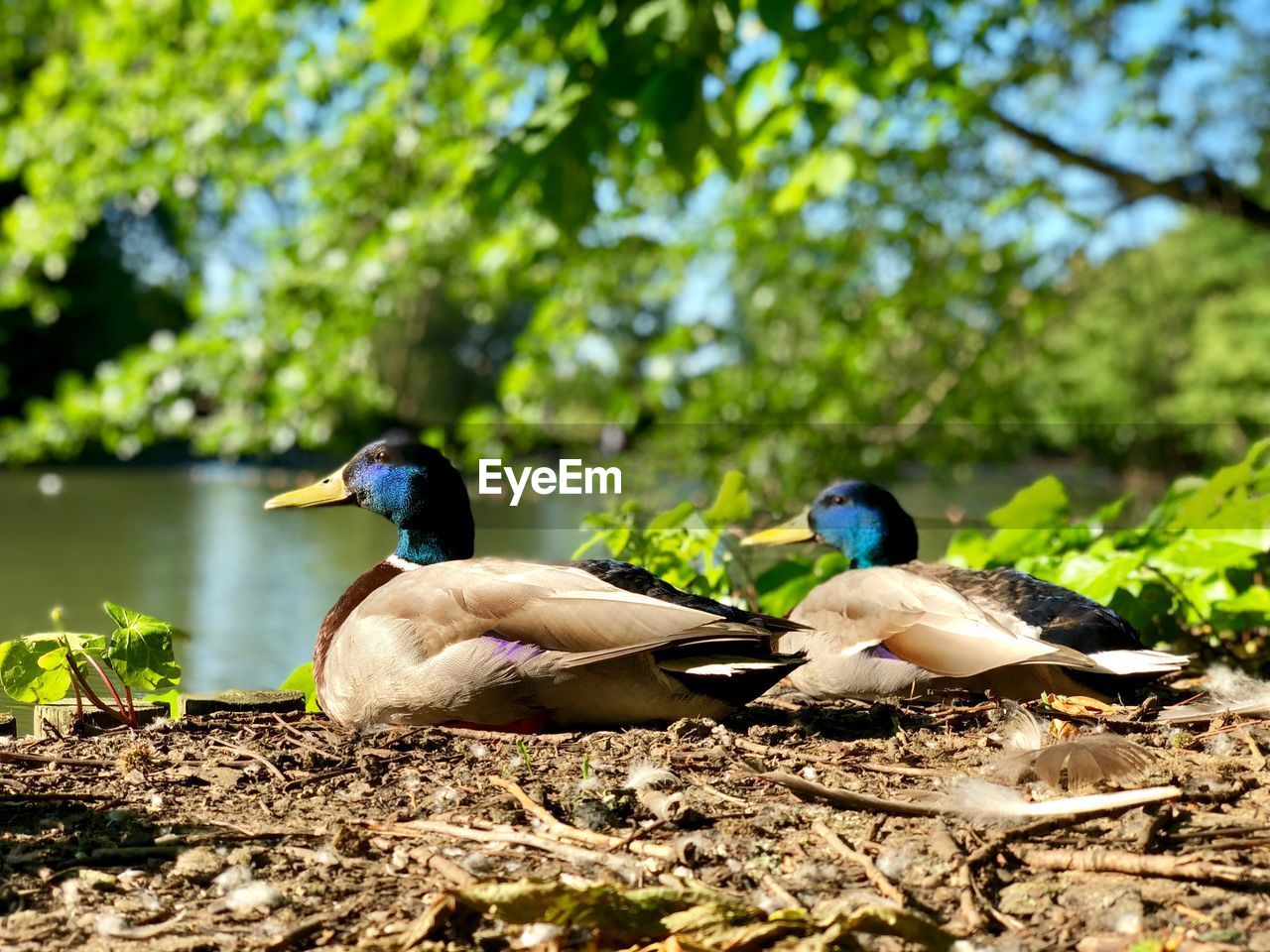 BIRDS ON THE LAKE