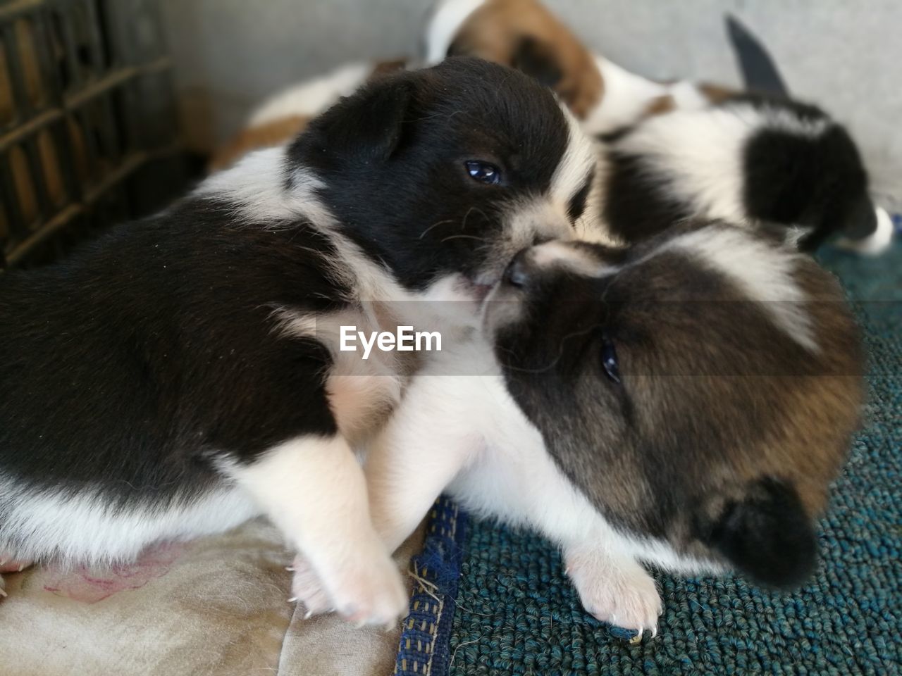 CLOSE-UP OF PUPPY ON FLOOR