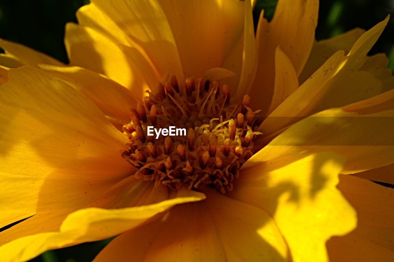 Macro shot of yellow flower