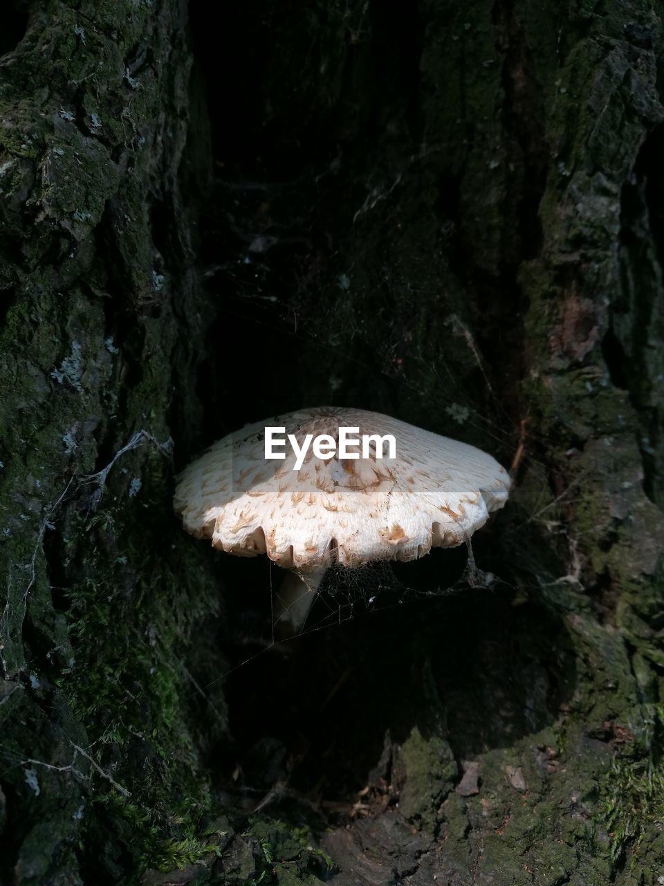 CLOSE-UP OF MUSHROOM GROWING IN FOREST