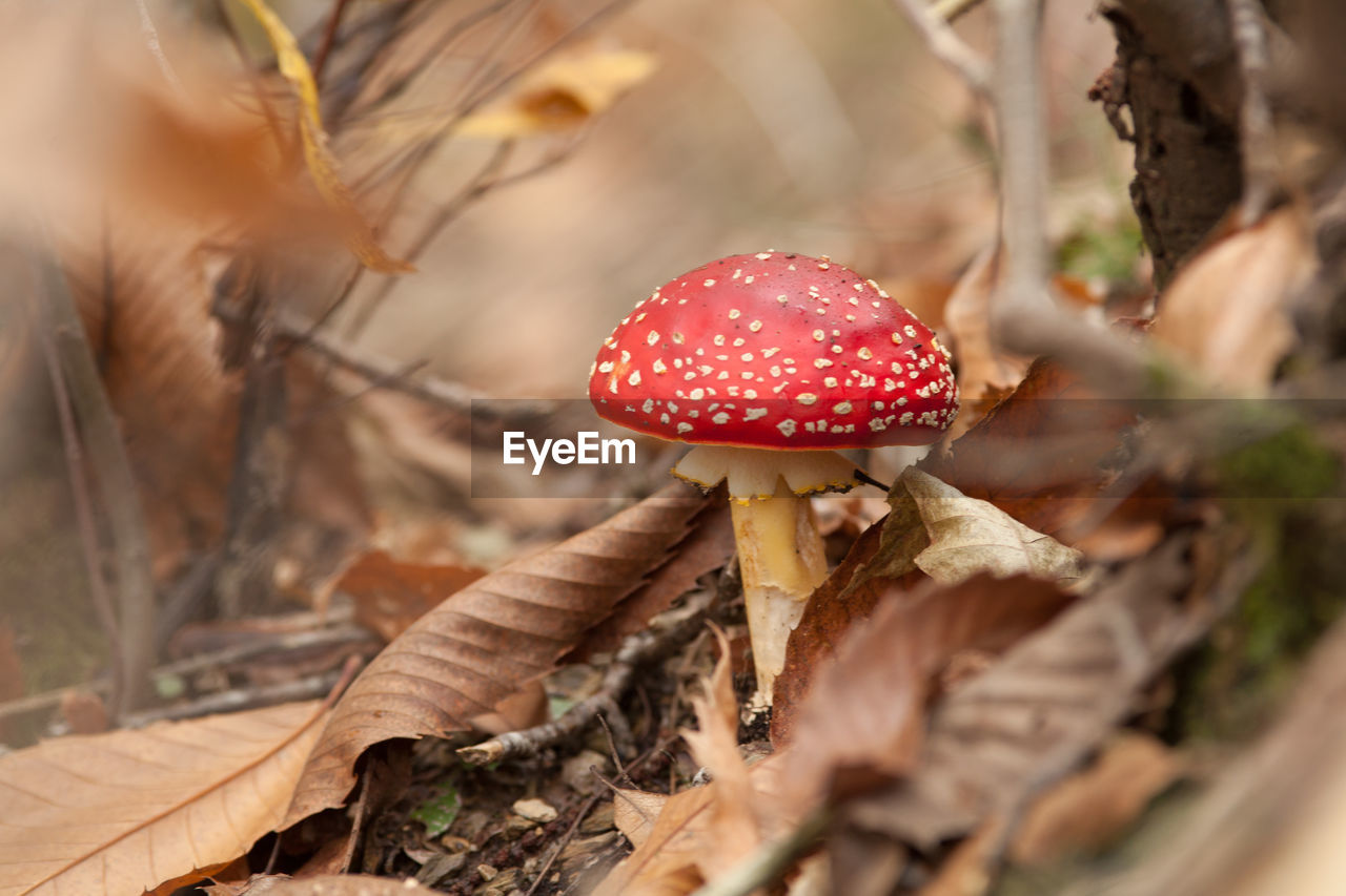 CLOSE-UP OF MUSHROOM ON FIELD