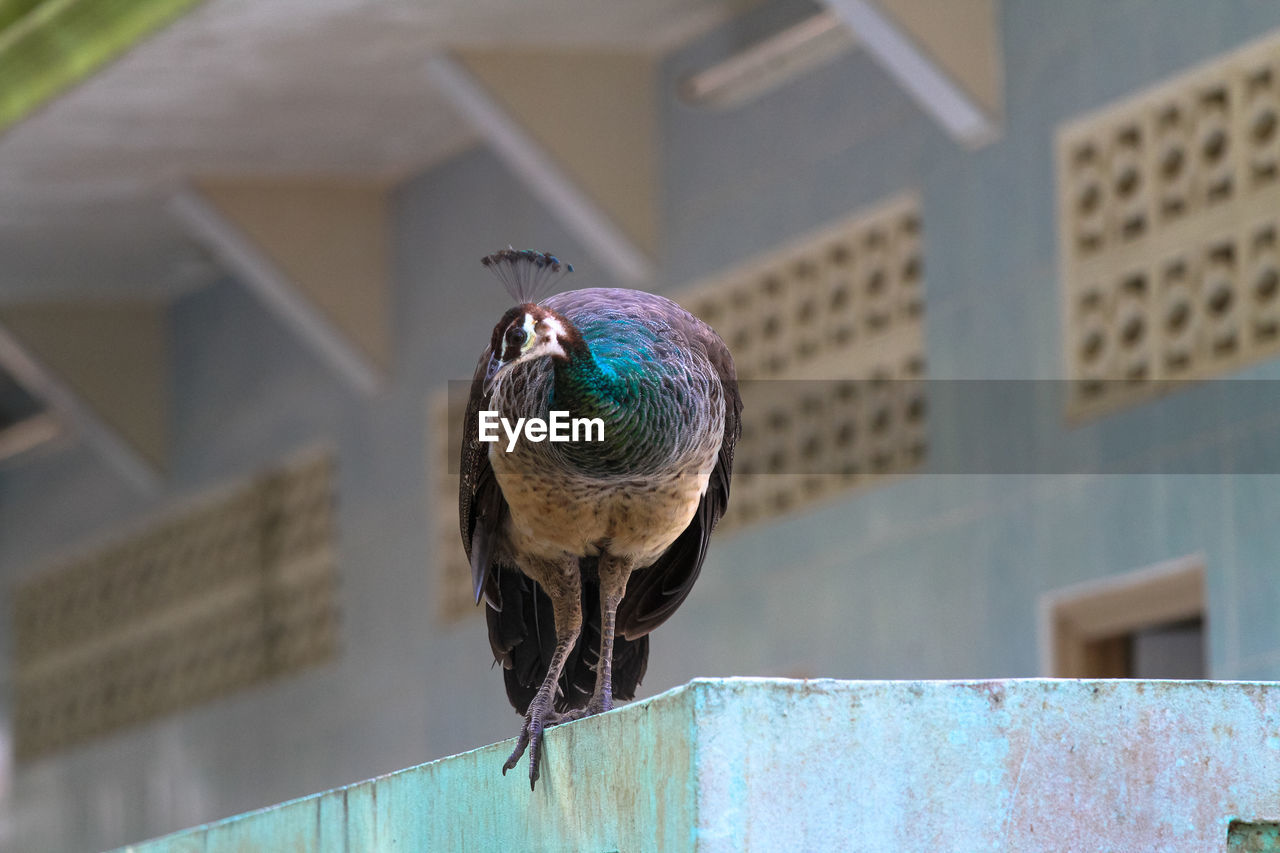 LOW ANGLE VIEW OF A BIRD