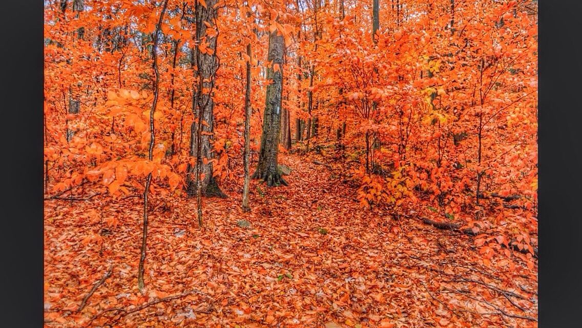 TREES IN FOREST DURING AUTUMN