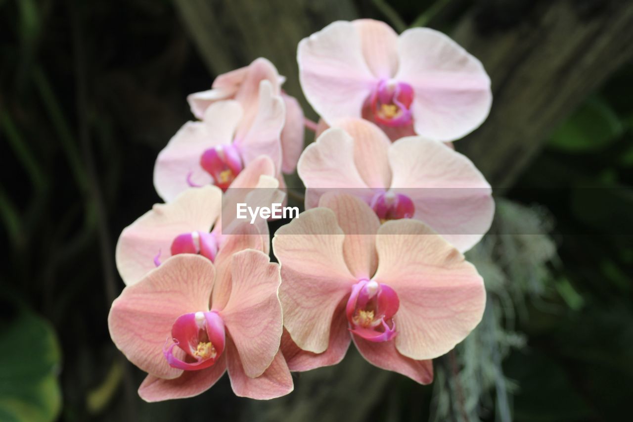 Close-up of pink flowering plant