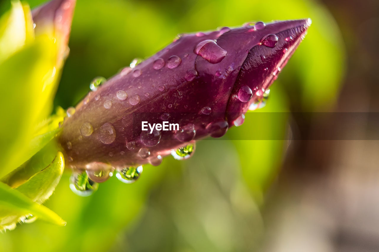 CLOSE-UP OF WATER DROPS ON PURPLE ROSE