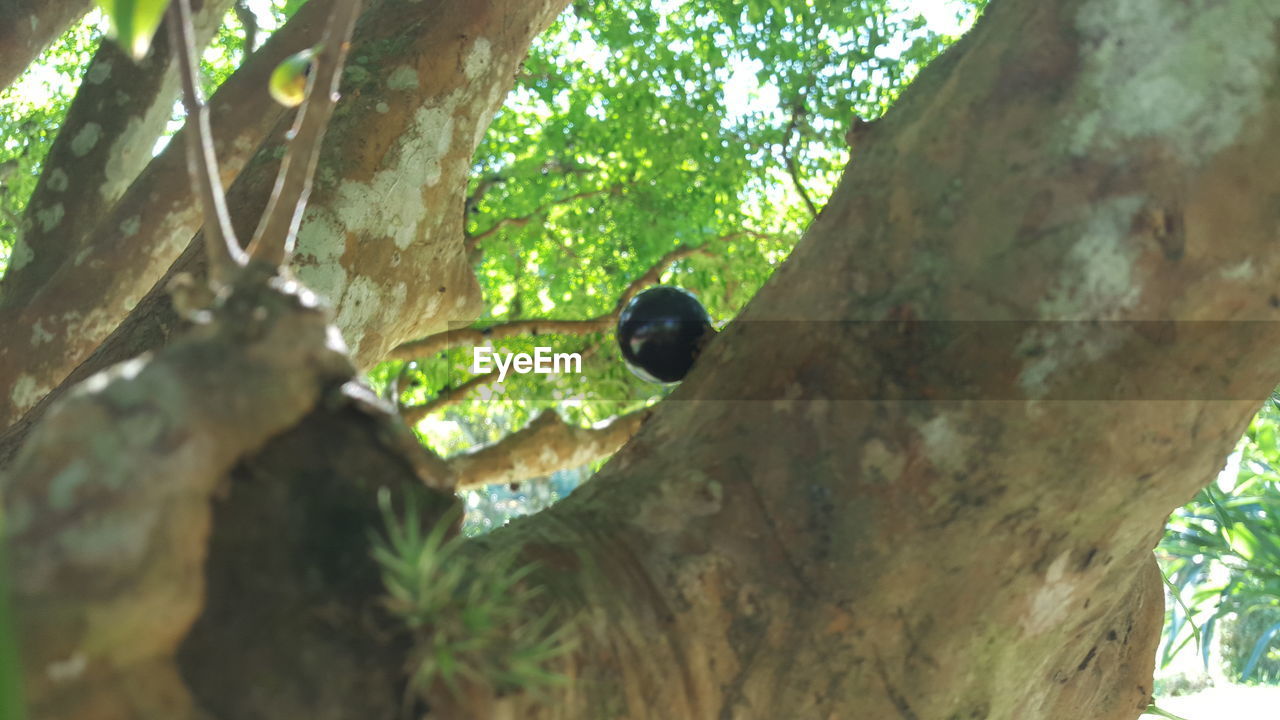 LOW ANGLE VIEW OF TREES