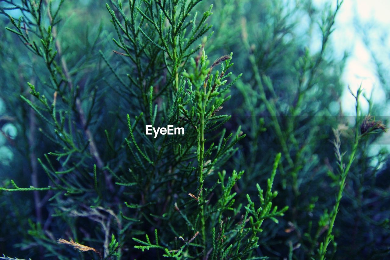 CLOSE-UP OF FRESH GREEN PLANTS AGAINST TREES