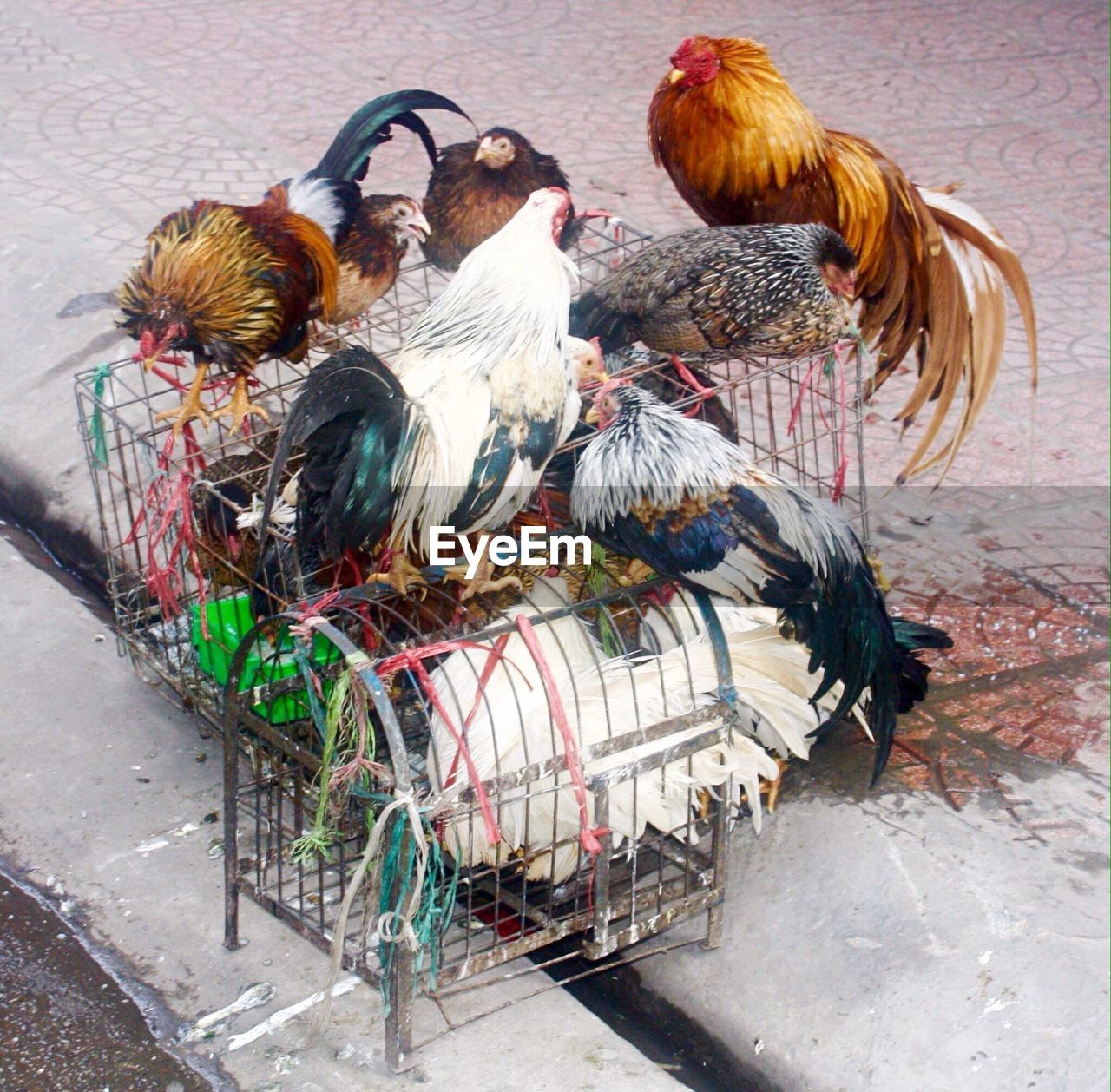 High angle view of chickens on cage