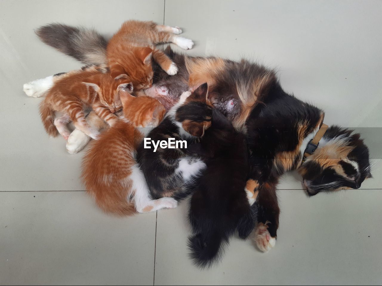 high angle view of cat sitting on floor