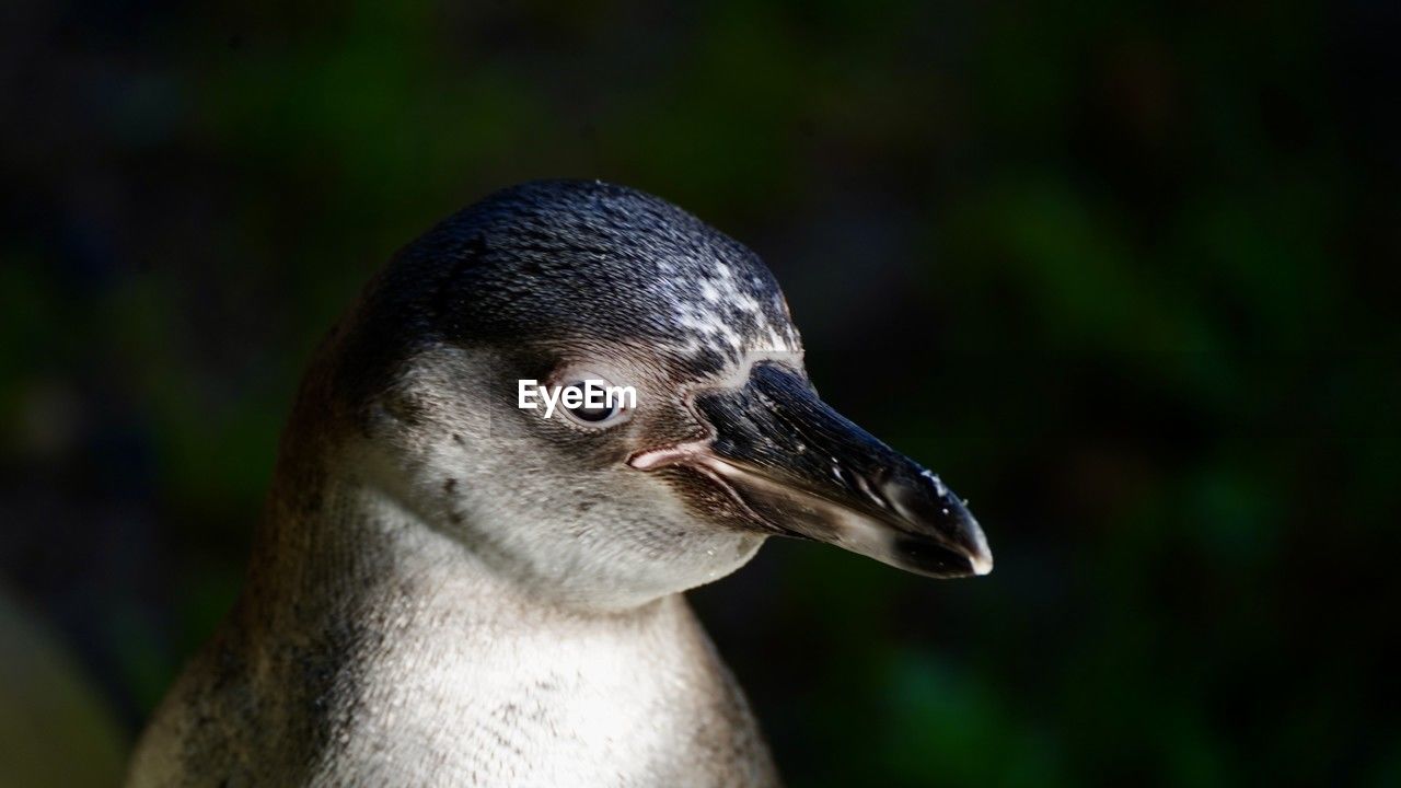 Close-up of humboldt penguin 