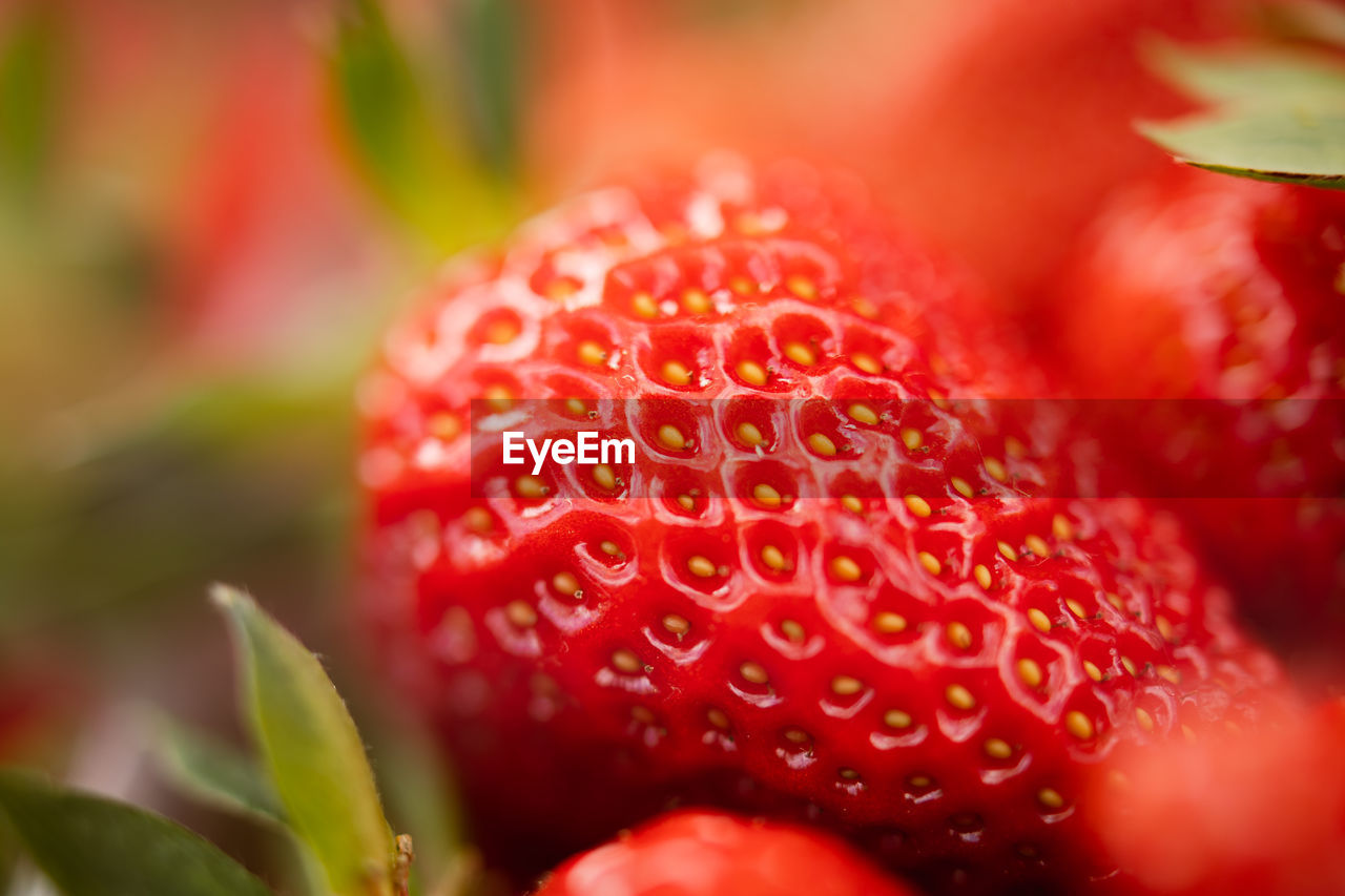 CLOSE-UP OF STRAWBERRIES