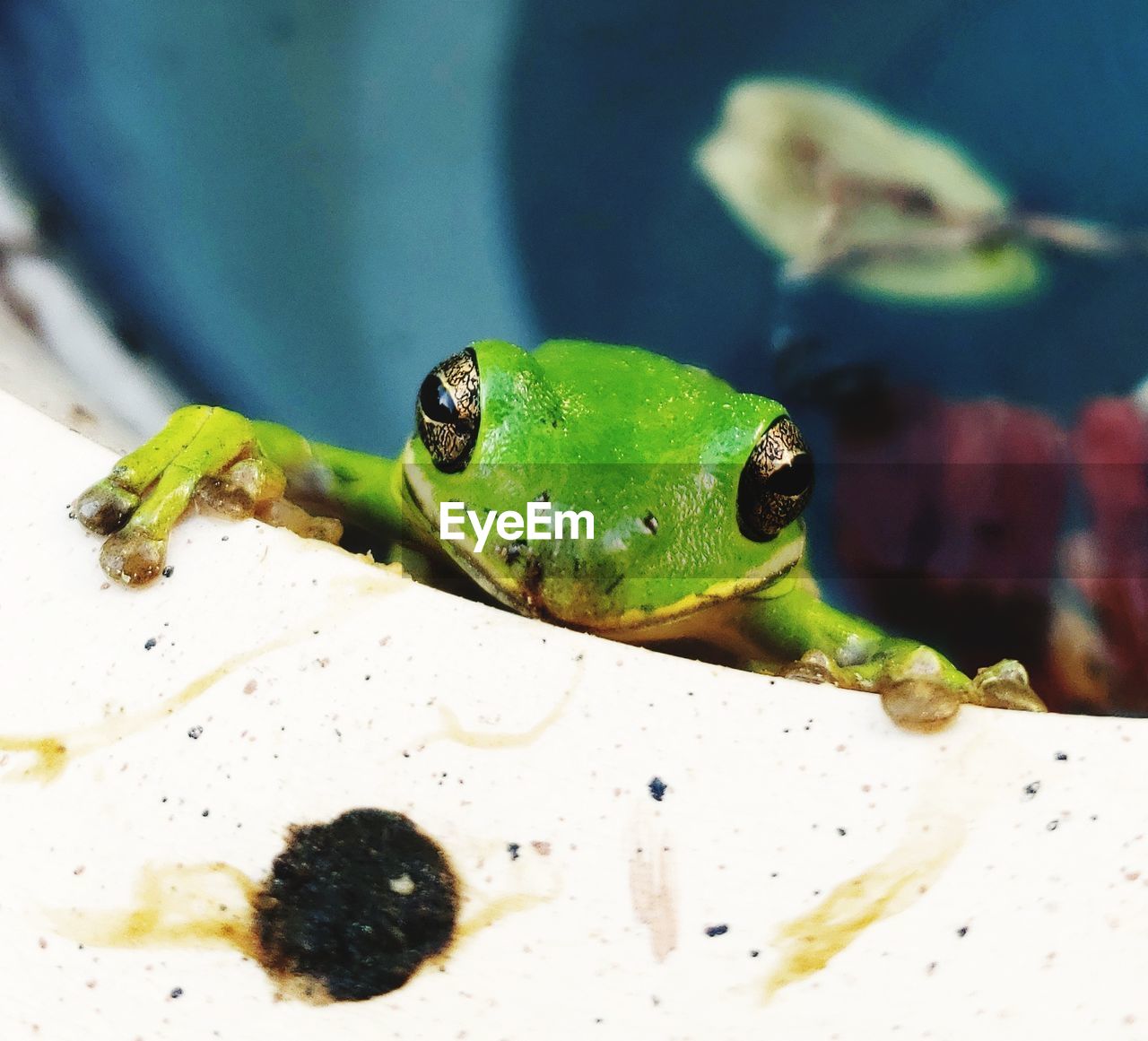 CLOSE-UP OF GREEN LEAF ON FROG