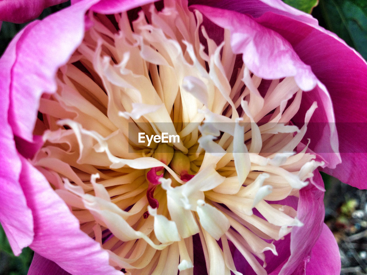 FULL FRAME SHOT OF PINK FLOWERS