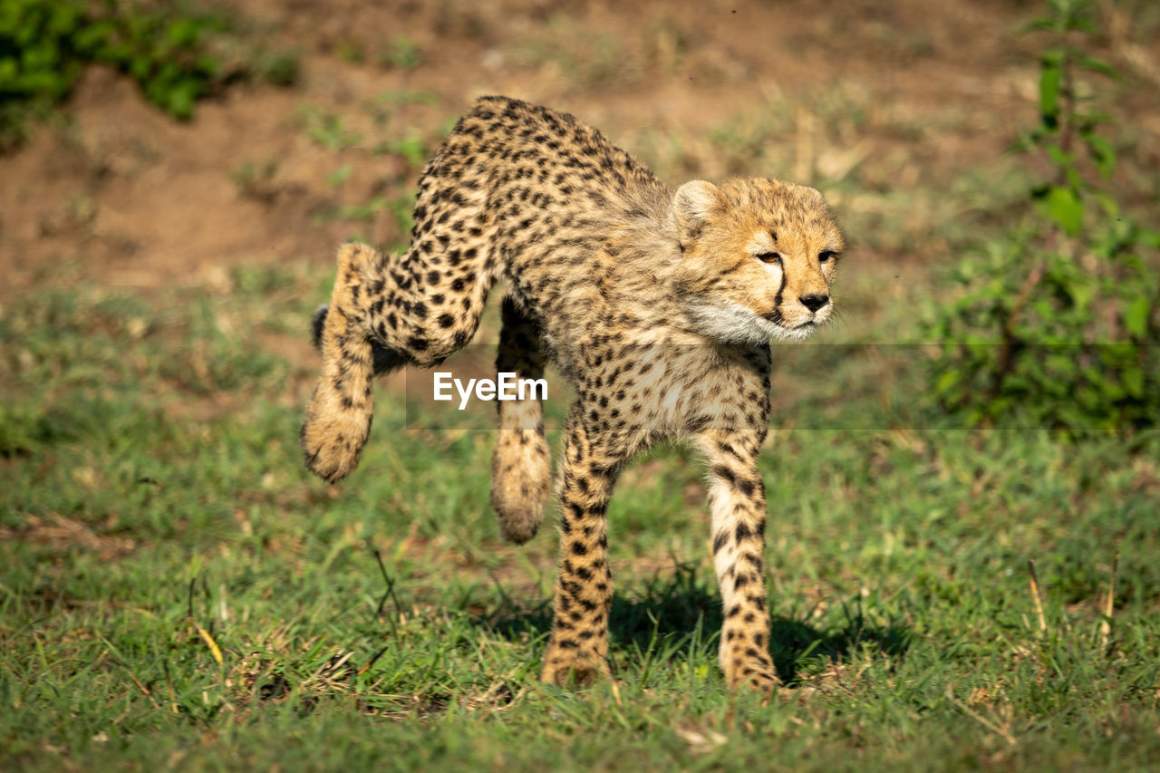 Cheetah cub walking on grass