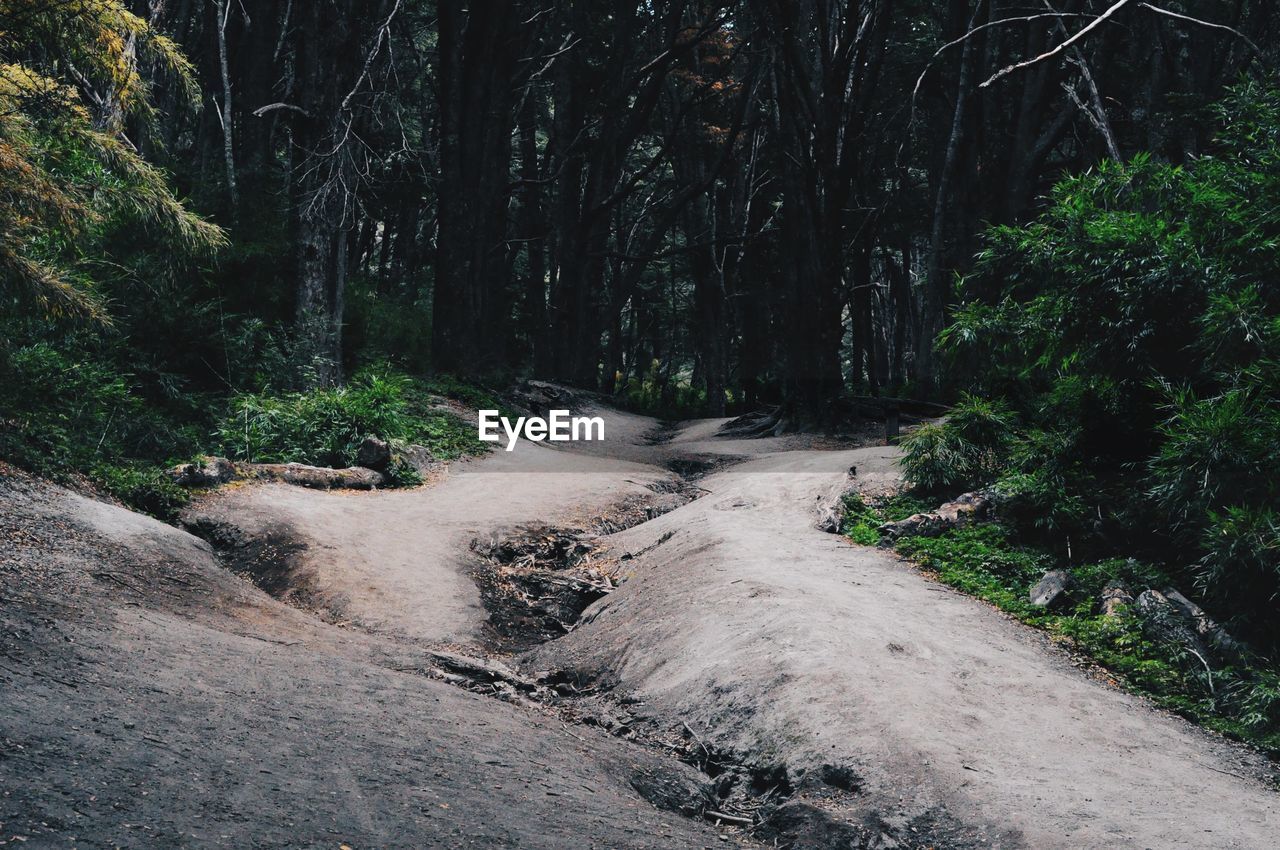 Dirt road amidst trees in forest