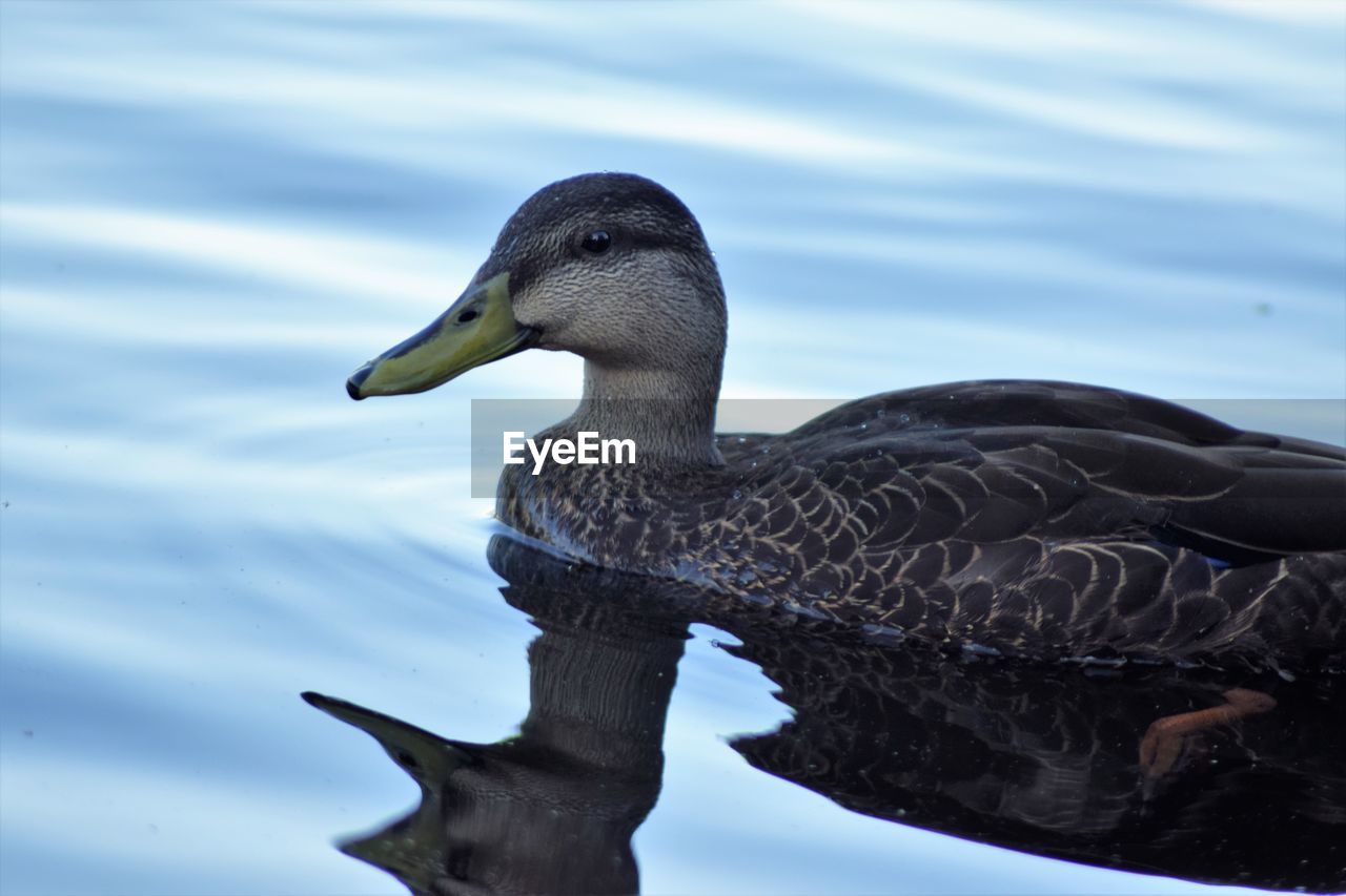 Close-up of female mallard duck swimming in lake