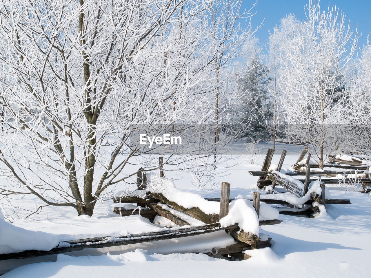 SNOW COVERED BARE TREE ON FIELD