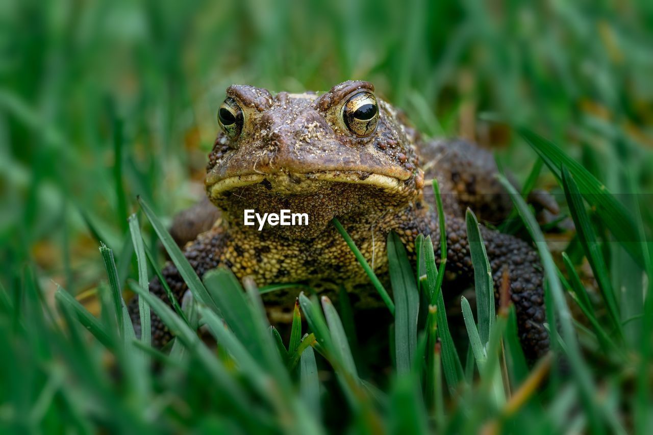animal themes, animal, animal wildlife, one animal, frog, wildlife, toad, amphibian, true frog, reptile, grass, plant, nature, portrait, no people, animal body part, close-up, outdoors, environment, macro photography, green, day