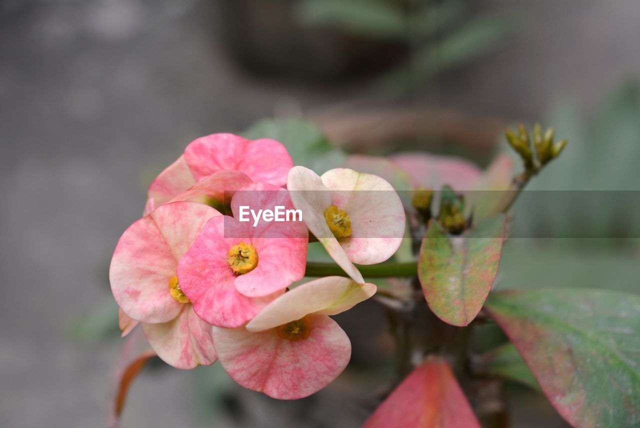 Close-up of pink euphorbiaceae blooming outdoors