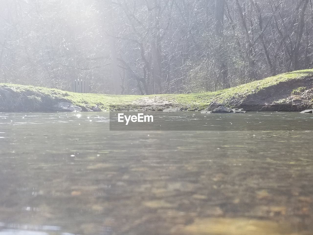 SURFACE LEVEL OF TREES IN WATER