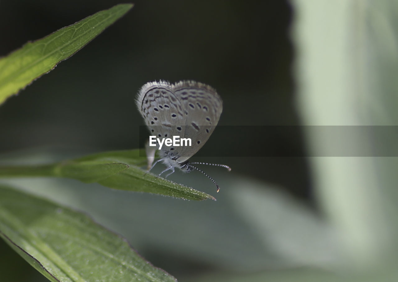 CLOSE-UP OF BUTTERFLY ON PLANT LEAF