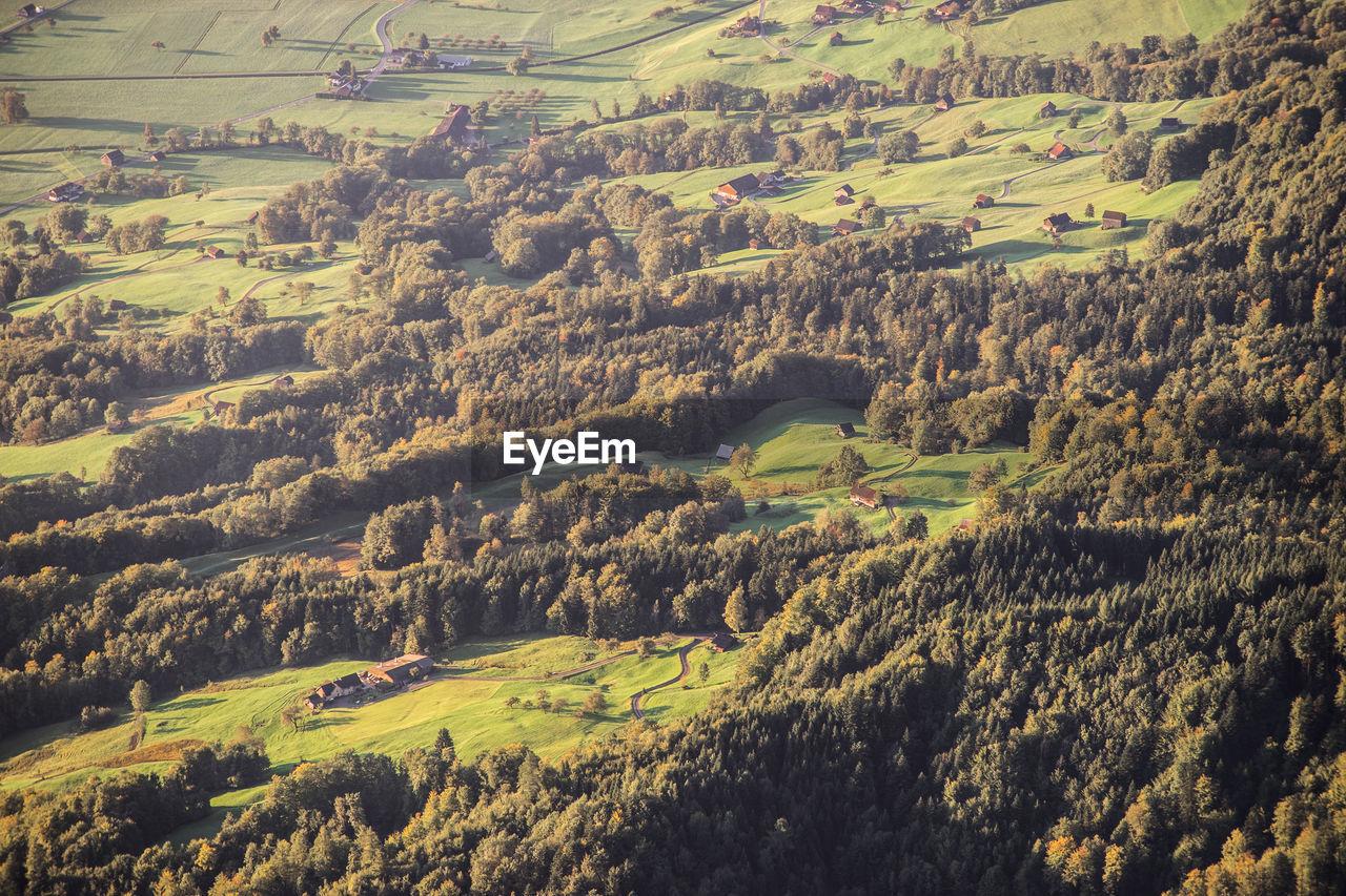 HIGH ANGLE VIEW OF TREES GROWING ON LAND