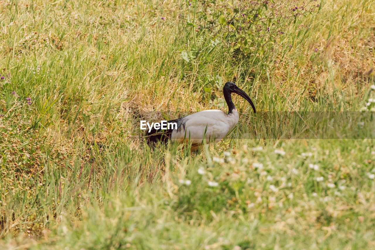 African sacred ibis on a field