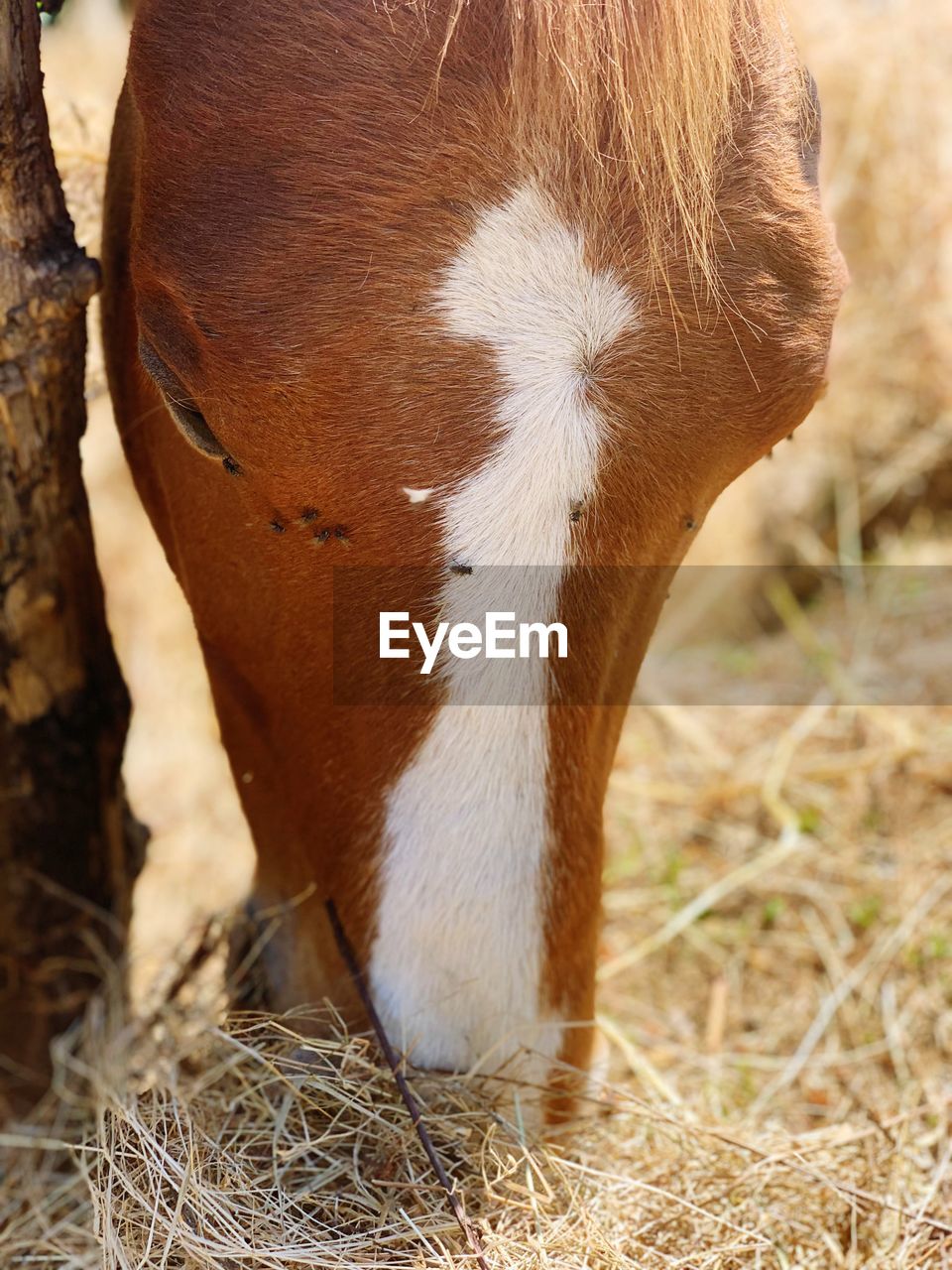 HORSE GRAZING IN A FIELD