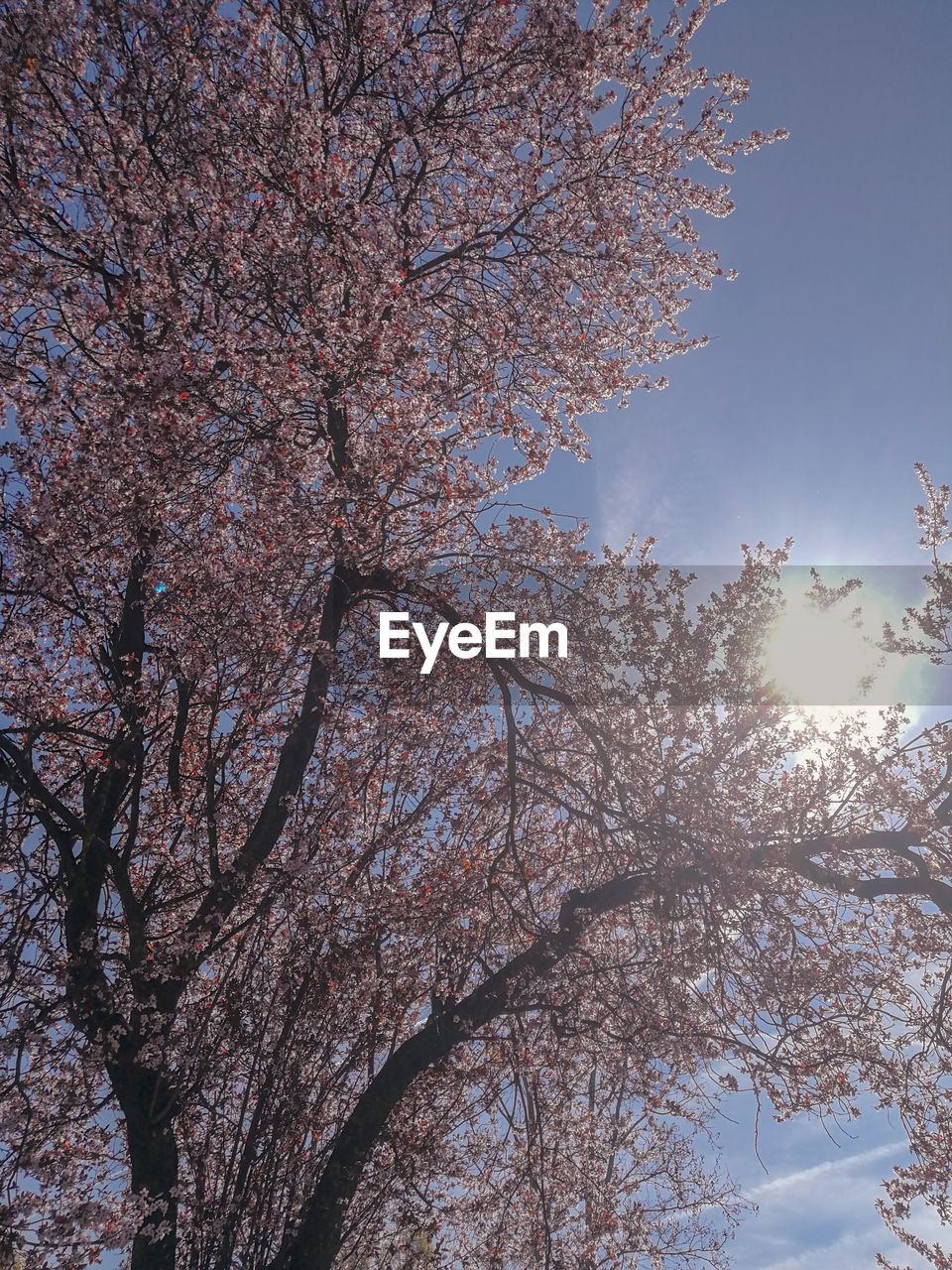 LOW ANGLE VIEW OF CHERRY BLOSSOM AGAINST SKY