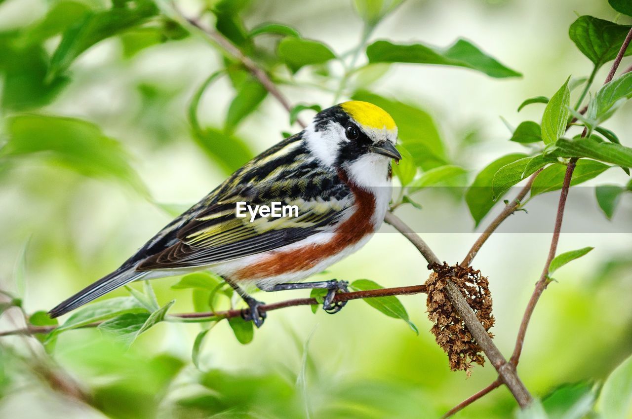 CLOSE-UP OF BIRD PERCHING ON A PLANT