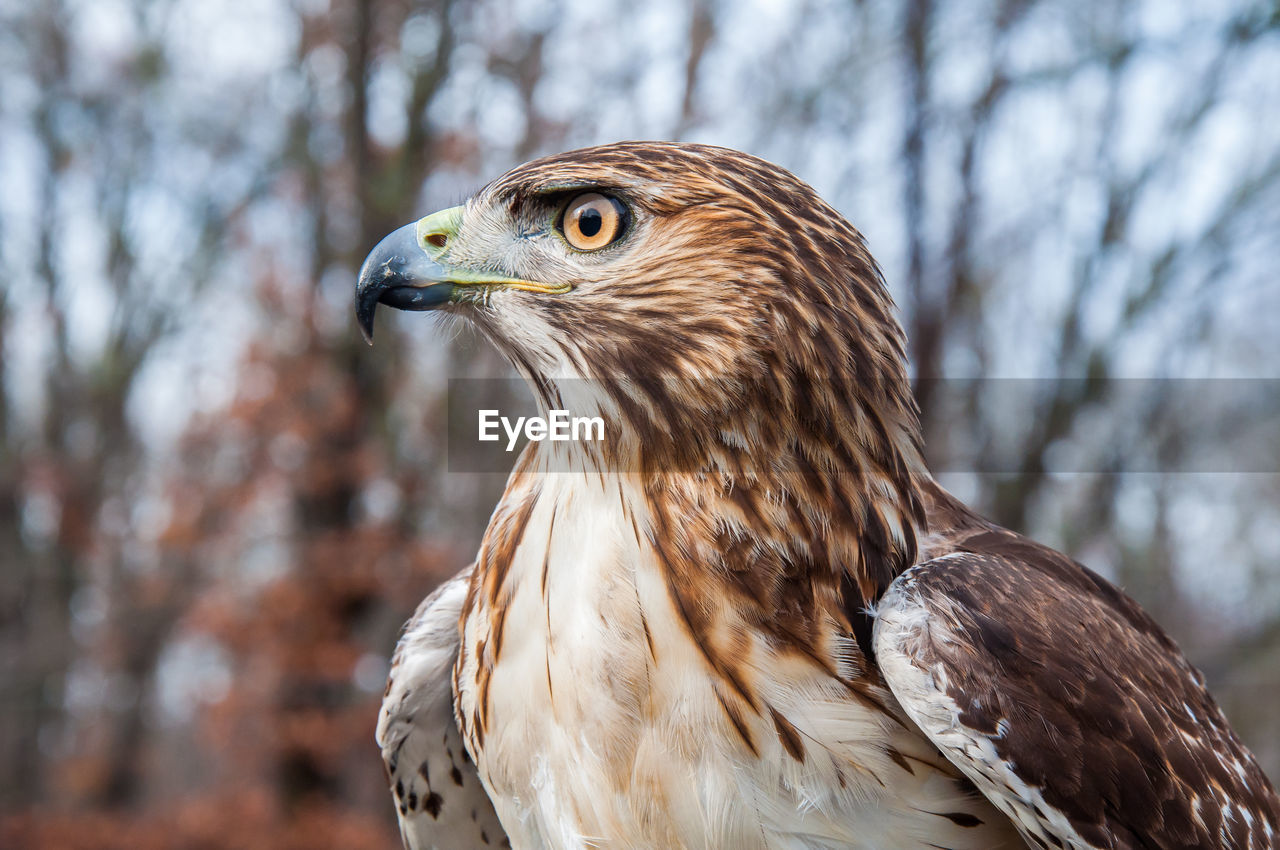 Close-up of hawk