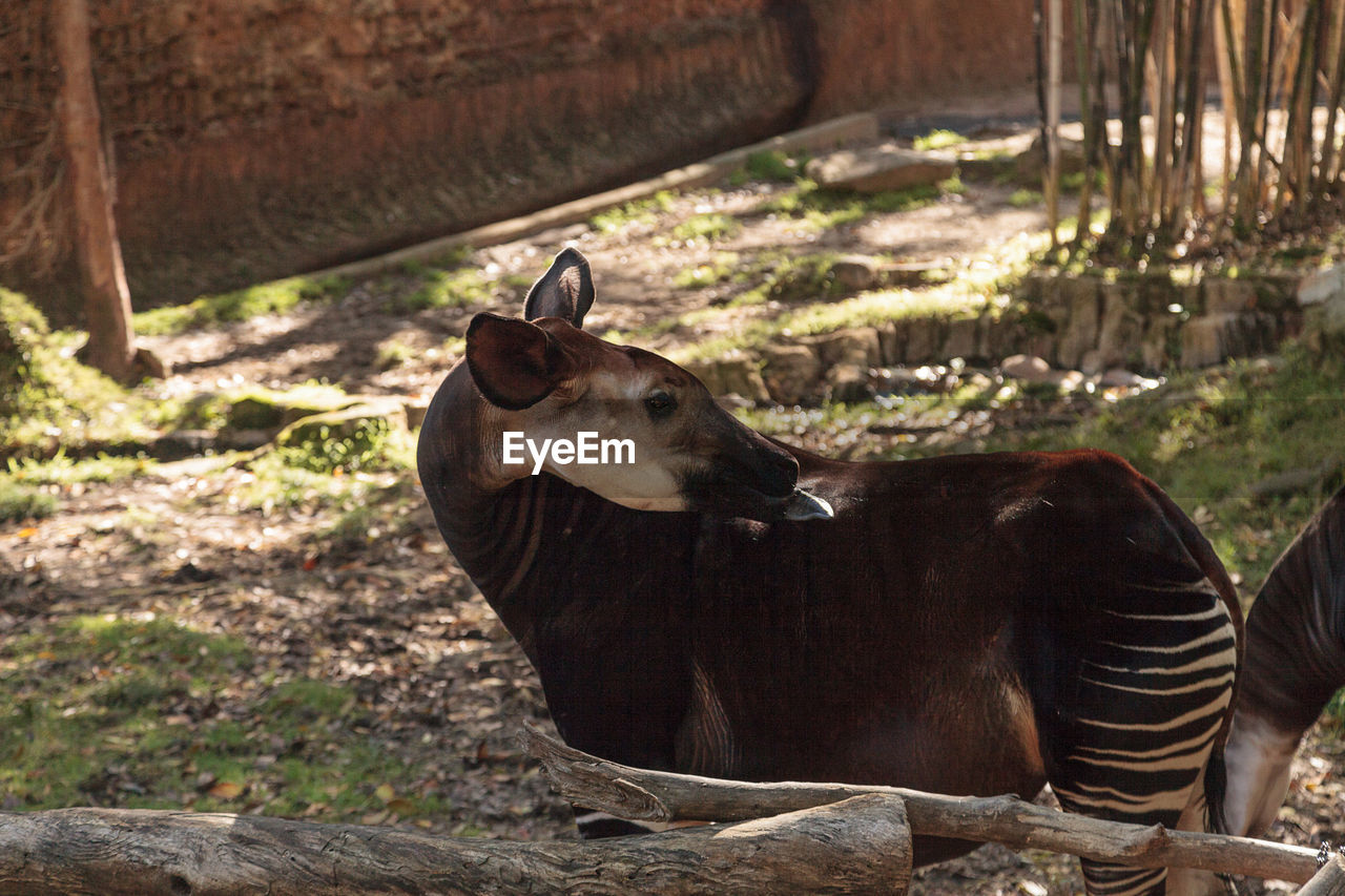 Okapi standing on field at forest