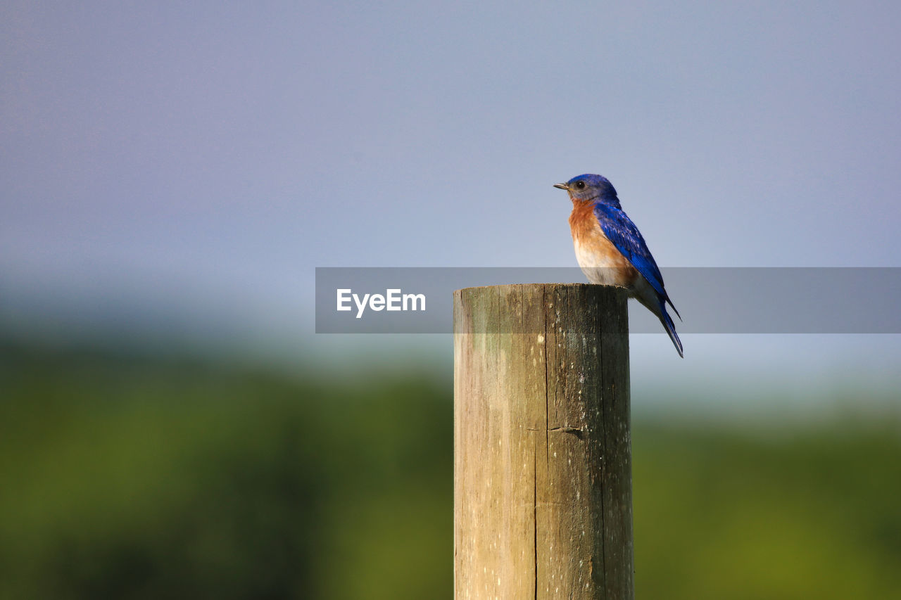 Bird perching on wooden post