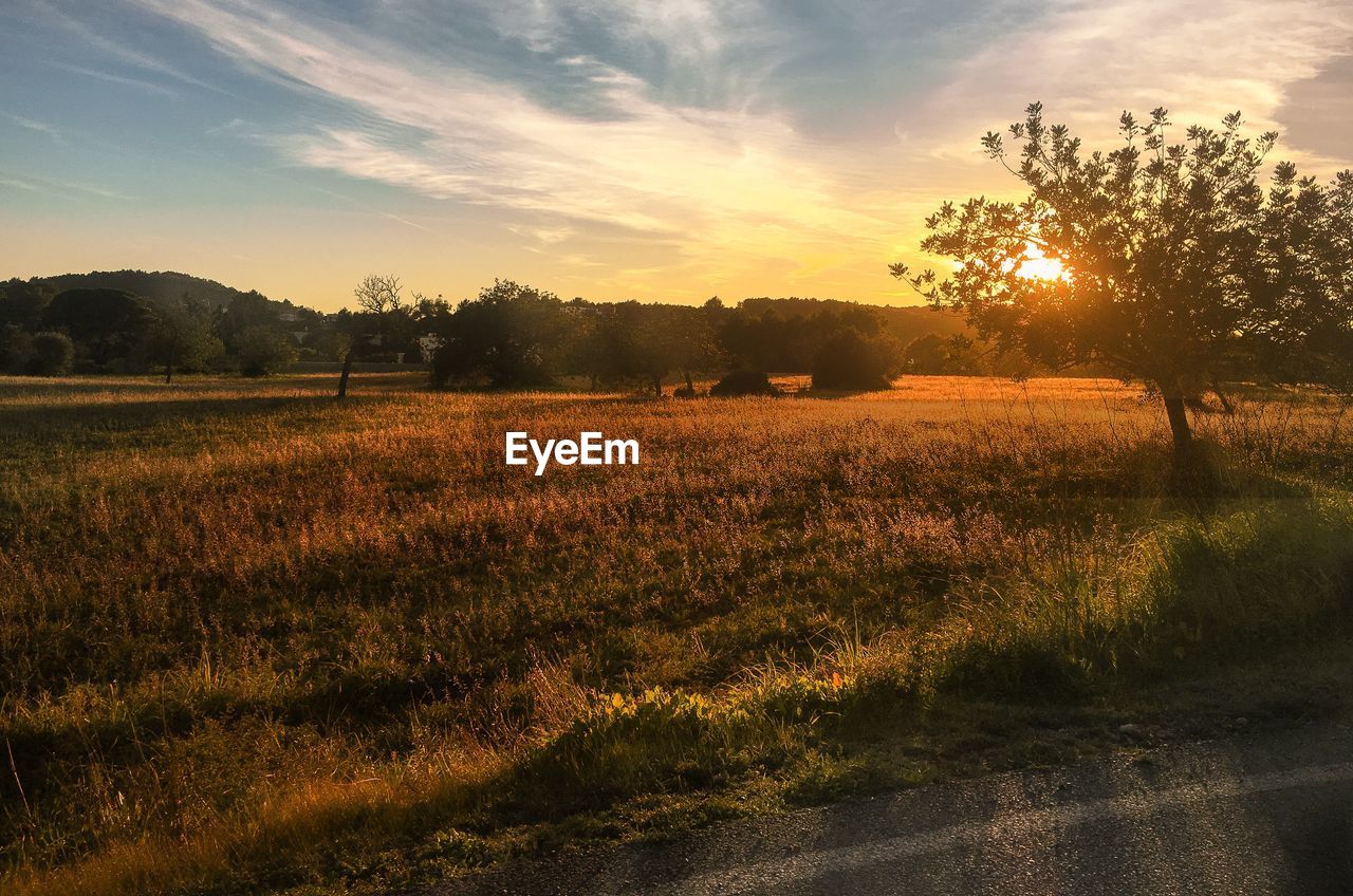 Scenic view of field against sky during sunset