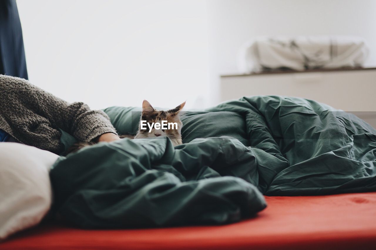 PORTRAIT OF DOG LYING ON BED