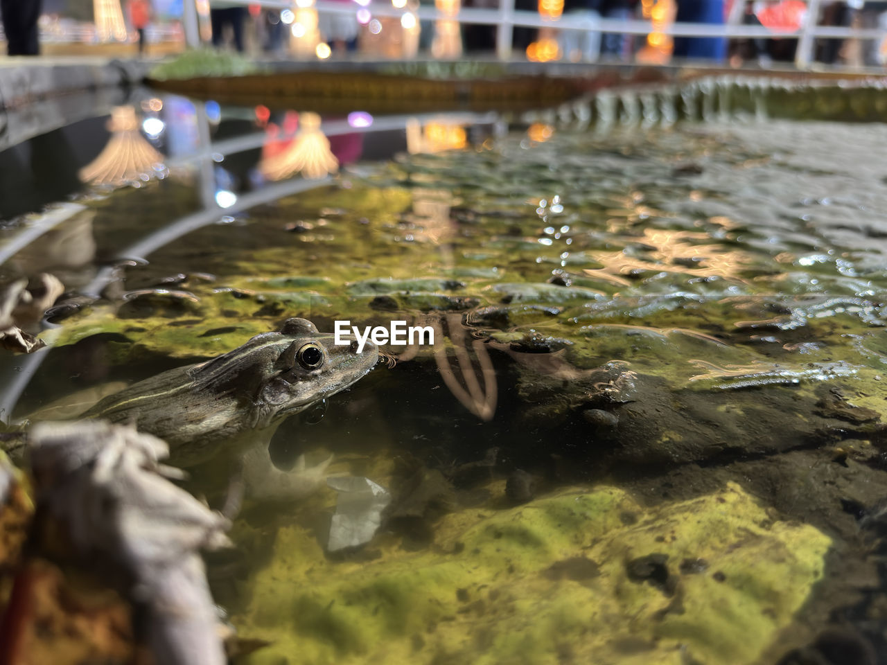 water, nature, animal, no people, animal themes, lake, reflection, aquarium, animal wildlife, day, outdoors, wildlife, architecture, reptile, selective focus, swimming, wet