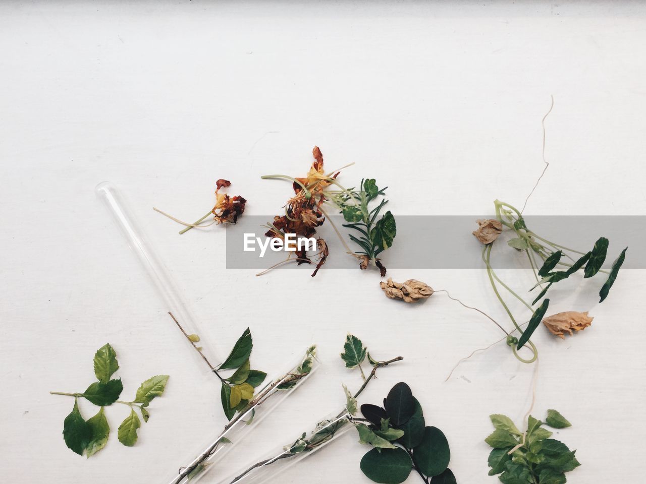 Close-up of plants on table