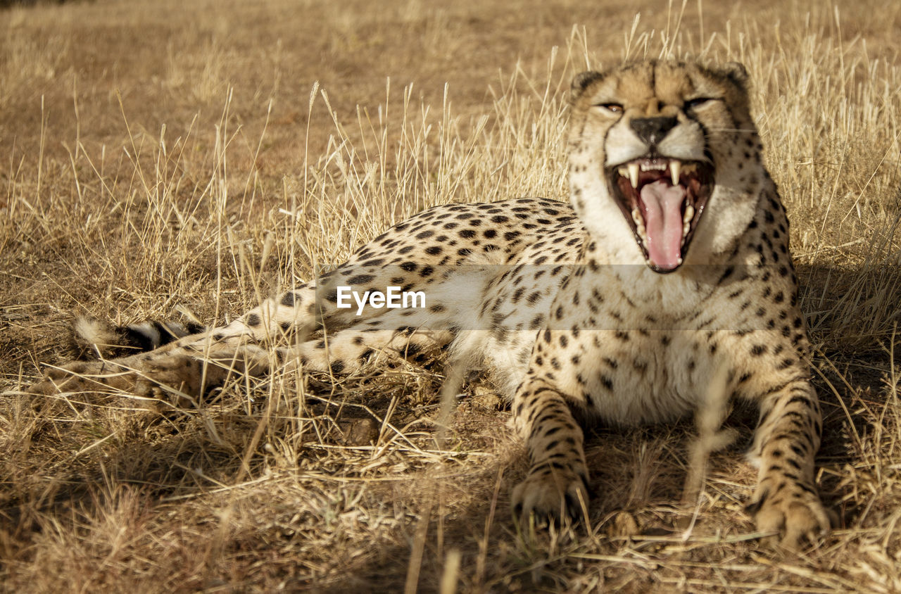 Cheetah yawning on grassy field