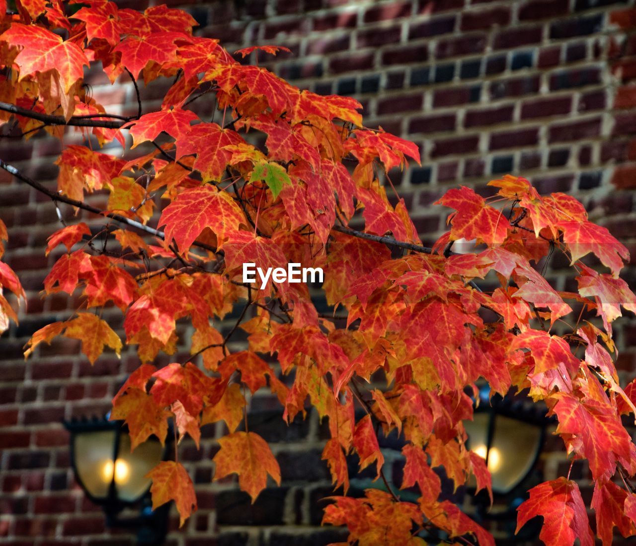 CLOSE-UP OF ORANGE MAPLE LEAVES DURING AUTUMN