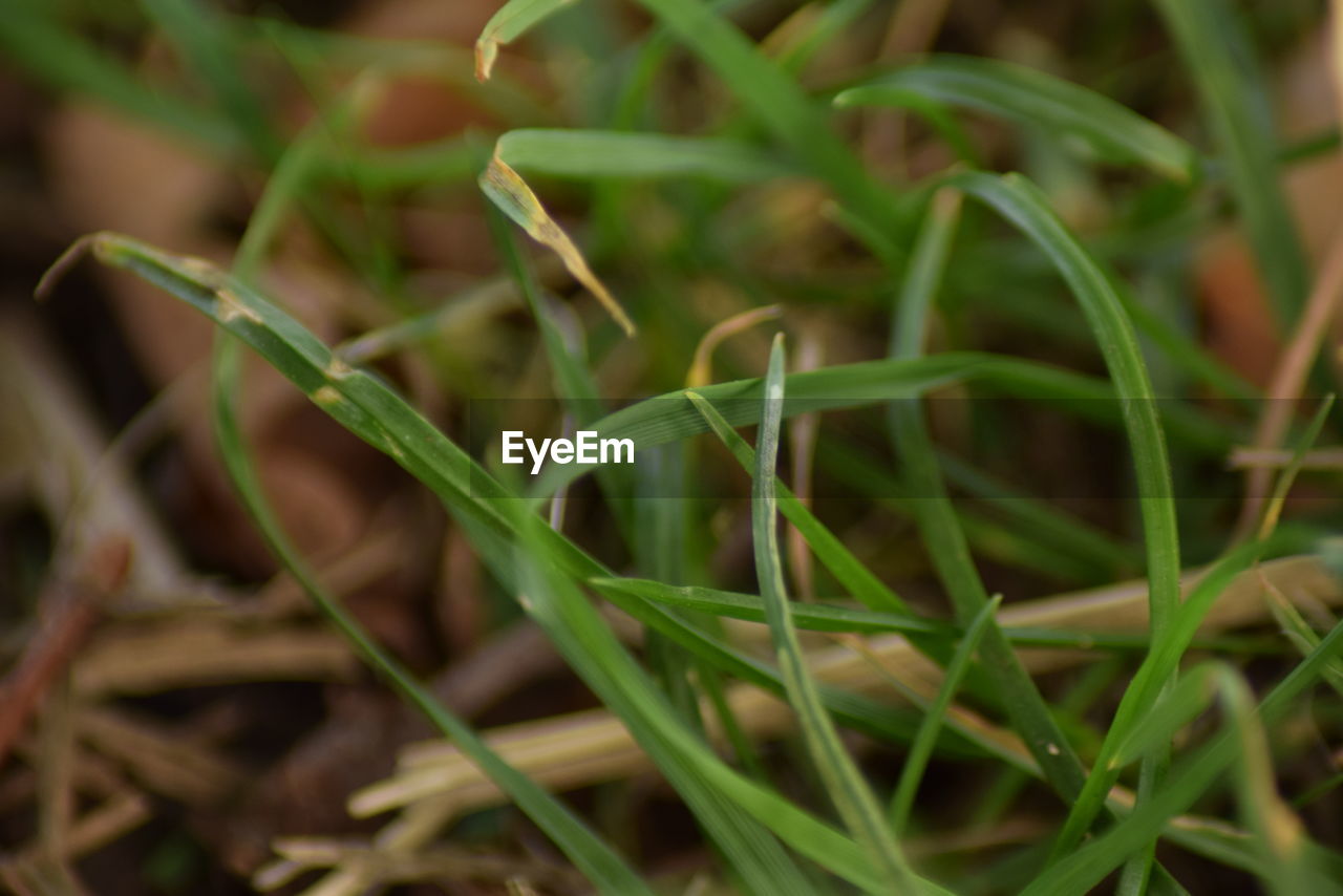 Close-up of plant growing on field