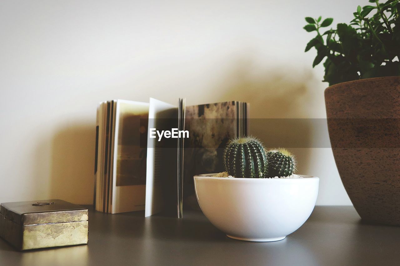 CLOSE-UP OF SUCCULENT PLANT ON TABLE AT HOME