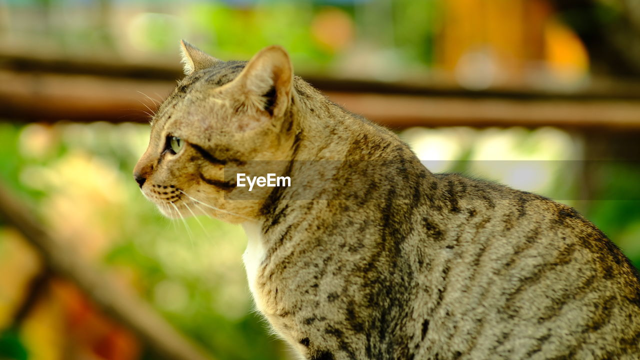 CLOSE-UP OF A CAT LOOKING AWAY OUTDOORS